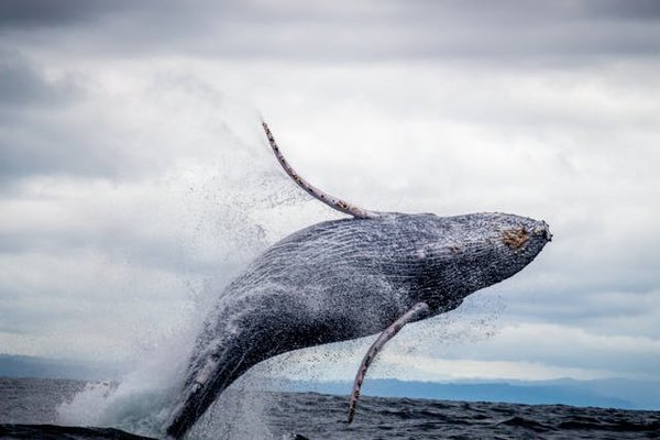 Comment choisir une croisière qui offre des excursions pour observer les baleines en Alaska?