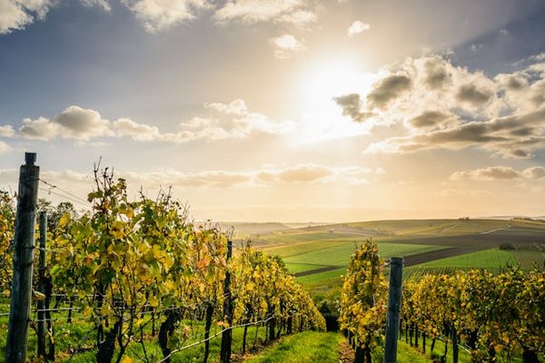 Comment organiser une visite des vignobles dans la région de Bordeaux, France?