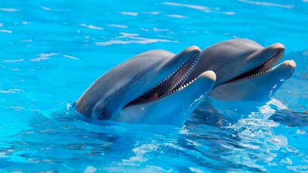 Où trouver les meilleures excursions en bateau pour observer les dauphins en Floride?